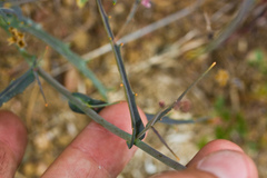 Streptanthus glandulosus glandulosus