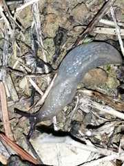 Milacidae