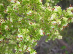 Erica glumiflora