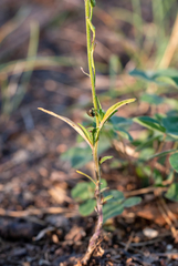 Erysimum marschallianum
