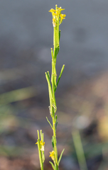 Erysimum marschallianum