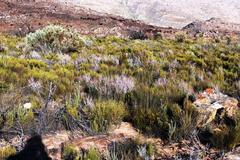 Syncarpha canescens canescens