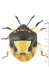 Saceseurus