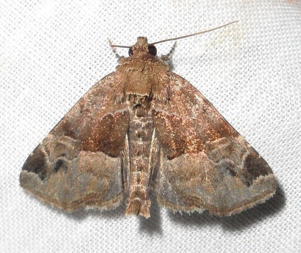 Niphonyx