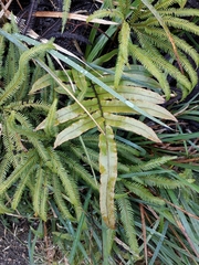 Blechnum montanum