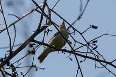 Hippolais icterina