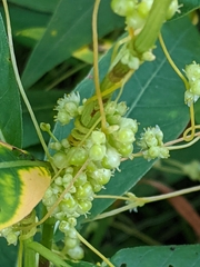 Cuscuta polygonorum