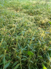 Cuscuta polygonorum