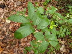 Frangula betulifolia