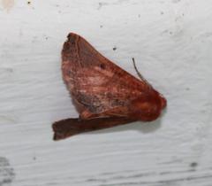 Drepanogynis villaria