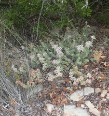 Crassula rupestris rupestris