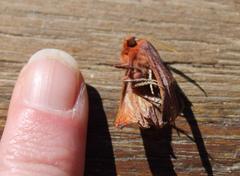 Drepanogynis villaria