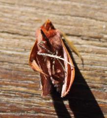 Drepanogynis villaria