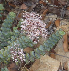 Crassula rupestris rupestris