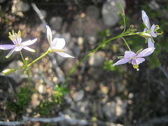 Heliophila subulata