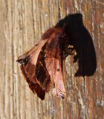 Drepanogynis villaria