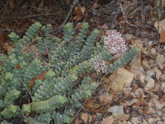 Crassula rupestris rupestris