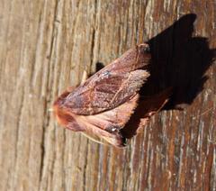 Drepanogynis villaria