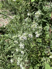 Pycnanthemum verticillatum