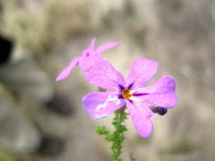Jamesbrittenia tenuifolia