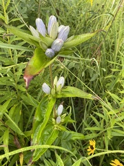 Gentiana × pallidocyanea