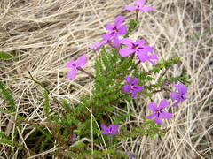Jamesbrittenia tenuifolia
