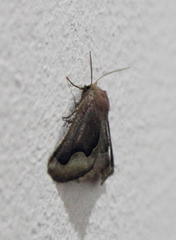 Drepanogynis ectoglauca