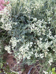 Parthenium confertum