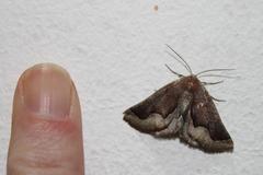 Drepanogynis ectoglauca