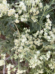 Parthenium confertum