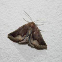 Drepanogynis ectoglauca