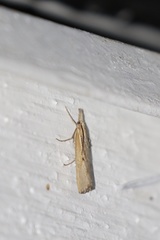 Agriphila straminella