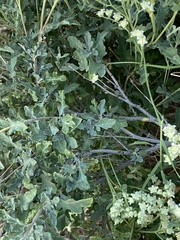 Parthenium confertum