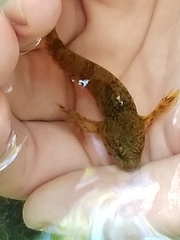 Cottus caeruleomentum