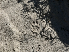 Caracal caracal caracal