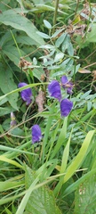 Aconitum volubile