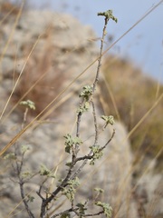 Malva subovata