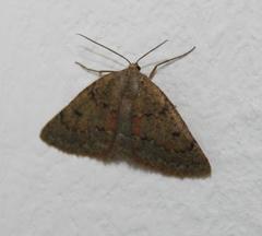 Drepanogynis miltophyris