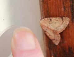 Drepanogynis miltophyris