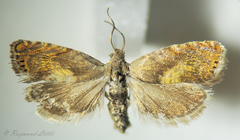 Dichrorampha bittana