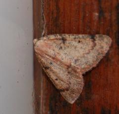 Drepanogynis miltophyris