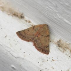Drepanogynis miltophyris