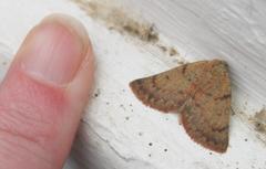 Drepanogynis miltophyris