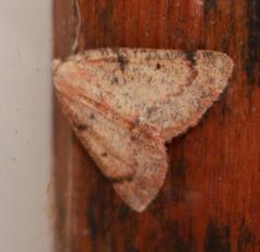 Drepanogynis miltophyris