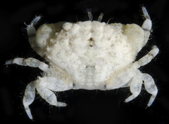 Leptodius