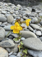Erythranthe dentata