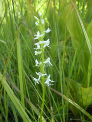 Platanthera dilatata leucostachys