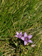 Gentianella germanica