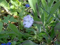 Silene undulata undulata