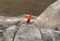 Brachythemis lacustris